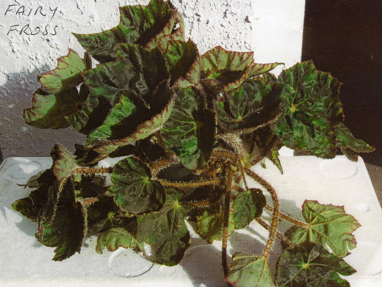 B. ‘Fairy Fross’
